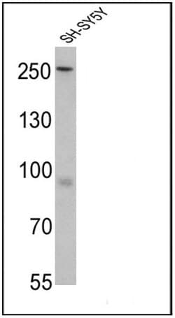 Invitrogen Nestin Monoclonal Antibody (10C2) 100 &mu;g; Unconjugated:Antibodies,