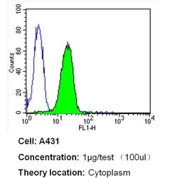 Invitrogen HMOX1 Monoclonal Antibody (HO-1-1) 200 &mu;g; Unconjugated:Antibodies,