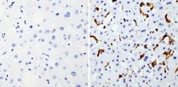 Invitrogen HMOX1 Monoclonal Antibody (HO-1-1) 200 &mu;g; Unconjugated:Antibodies,