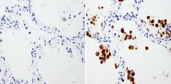 Invitrogen HMOX1 Monoclonal Antibody (HO-1-1) 200 &mu;g; Unconjugated:Antibodies,