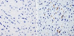Invitrogen HMOX1 Monoclonal Antibody (HO-1-1) 200 &mu;g; Unconjugated:Antibodies,