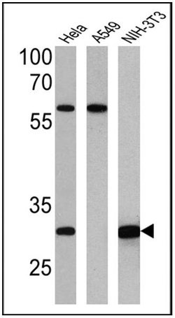 Invitrogen HMOX1 Monoclonal Antibody (HO-1-1) 200 &mu;g; Unconjugated:Antibodies,