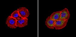 Invitrogen RhoA/RhoC Monoclonal Antibody (1B3-4A10) 100 &mu;g; Unconjugated:Antibodies,