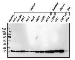 Invitrogen GLO1 Monoclonal Antibody (Glo1a):Antibodies:Primary Antibodies