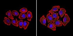 BID Monoclonal Antibody (23F7):Antibodies, Monoclonal