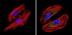 BID Monoclonal Antibody (23F7):Antibodies, Monoclonal