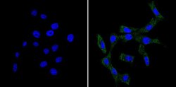 BID Monoclonal Antibody (23F7):Antibodies, Monoclonal