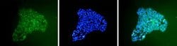 Invitrogen SSEA5 Monoclonal Antibody (8E11), DyLight 488 100 &mu;L; DyLight