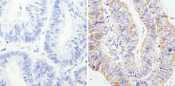 Invitrogen RAP1A Monoclonal Antibody (1D4-1A3) 100 &mu;g; Unconjugated:Antibodies,