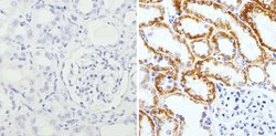 Invitrogen RAP1A Monoclonal Antibody (1D4-1A3) 100 &mu;g; Unconjugated:Antibodies,