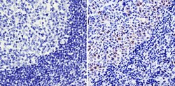 Invitrogen Cyclin A2 Monoclonal Antibody (E23.1) 100 &mu;g; Unconjugated:Antibodies,
