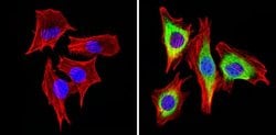 Invitrogen Cyclin B1 Monoclonal Antibody (V152) 100 &mu;g; Unconjugated:Antibodies,