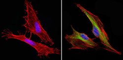 Invitrogen Cyclin B1 Monoclonal Antibody (V152) 100 &mu;g; Unconjugated:Antibodies,