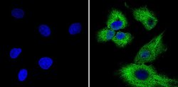 Invitrogen Cyclin B1 Monoclonal Antibody (V152) 100 &mu;g; Unconjugated:Antibodies,