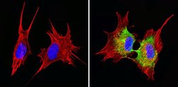 Invitrogen Cyclin B1 Monoclonal Antibody (V152) 100 &mu;g; Unconjugated:Antibodies,