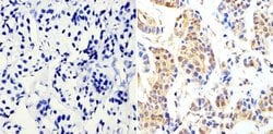 Invitrogen Cyclin B1 Monoclonal Antibody (V152) 100 &mu;g; Unconjugated:Antibodies,