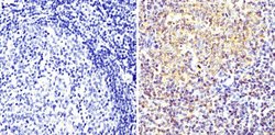 Invitrogen Cyclin B1 Monoclonal Antibody (V152) 100 &mu;g; Unconjugated:Antibodies,