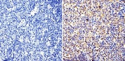 Invitrogen Cyclin B1 Monoclonal Antibody (V152) 100 &mu;g; Unconjugated:Antibodies,