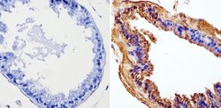 Invitrogen Cyclin B1 Monoclonal Antibody (V152) 100 &mu;g; Unconjugated:Antibodies,