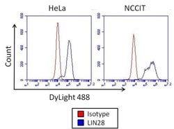 Invitrogen Mouse IgG2a Isotype Control (MOPC-173), DyLight 488 100 &mu;g;