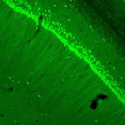 Invitrogen Kinesin 5B Monoclonal Antibody (KN-02) 100 &mu;g; Unconjugated:Antibodies,