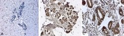 Invitrogen N-cadherin Monoclonal Antibody (8C11) 100 &mu;g; Unconjugated:Antibodies,
