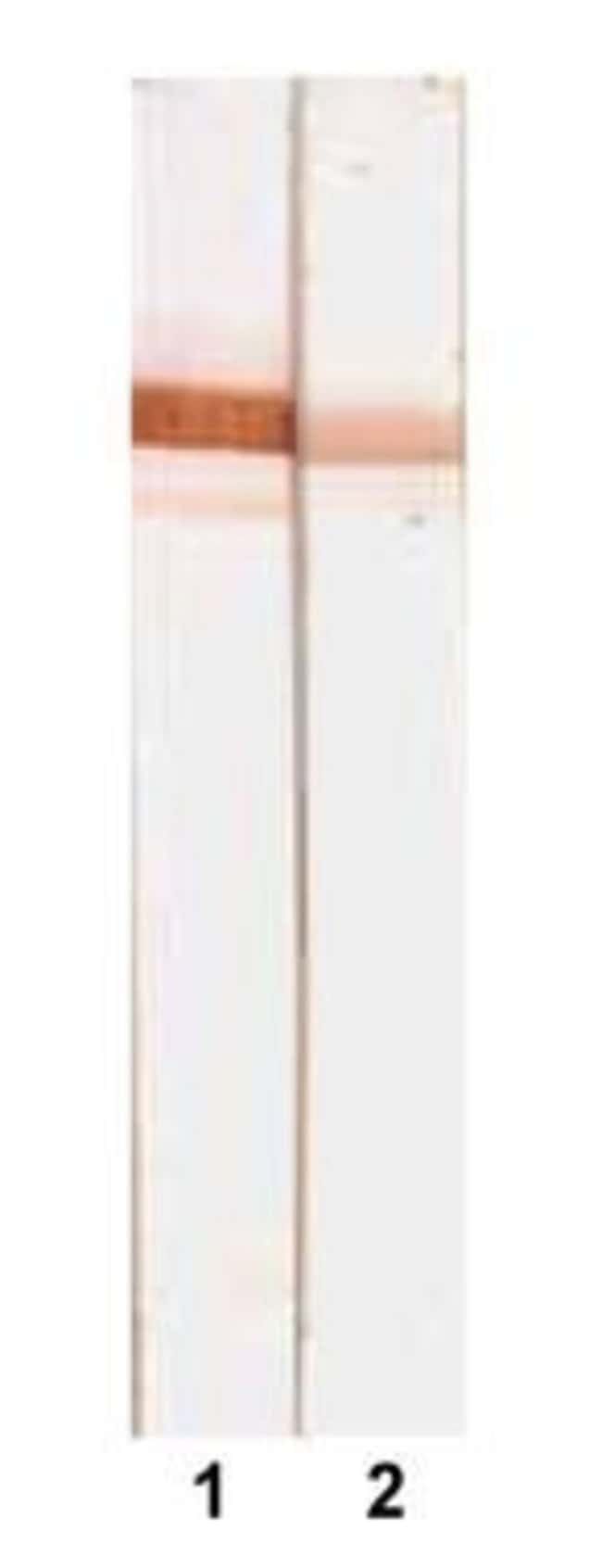 Invitrogen Human Serum Albumin Monoclonal Antibody (15C7), Invitrogen