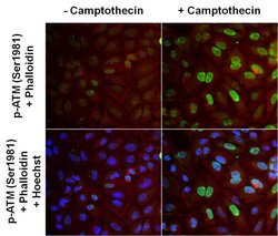 Invitrogen Phospho-ATM (Ser1981) Monoclonal Antibody (10H11) 200 &mu;g;