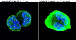 Invitrogen Phospho-ATM (Ser1981) Monoclonal Antibody (10H11) 200 &mu;g;
