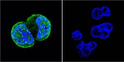 Invitrogen Phospho-ATM (Ser1981) Monoclonal Antibody (10H11) 200 &mu;g;