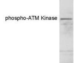 Invitrogen Phospho-ATM (Ser1981) Monoclonal Antibody (10H11) 200 &mu;g;