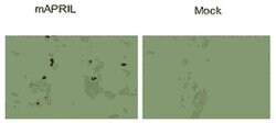 APRIL Monoclonal Antibody (Sacha-1), Invitrogen 50 &mu;g; Unconjugated:Antibodies,