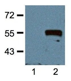 Invitrogen Myc Tag Monoclonal Antibody (Myc.A7), Biotin 50 &mu;L | Buy Online | Invitrogen&trade; | Fisher Scientific