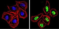 Ku70/Ku80 Monoclonal Antibody (162), Invitrogen 500 &mu;L; Unconjugated:Antibodies,