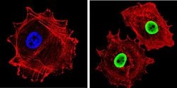Ku70/Ku80 Monoclonal Antibody (162), Invitrogen 500 &mu;L; Unconjugated:Antibodies,