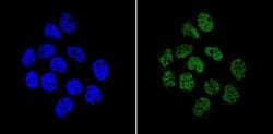 Invitrogen APE1 Monoclonal Antibody (13B 8E5C2) 100 &mu;L; Unconjugated:Antibodies,
