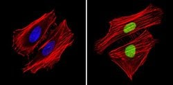 Invitrogen™ APE1 Monoclonal Antibody (13B 8E5C2)