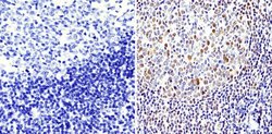 Invitrogen APE1 Monoclonal Antibody (13B 8E5C2) 100 &mu;L; Unconjugated:Antibodies,