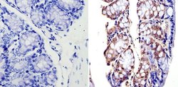 Invitrogen APE1 Monoclonal Antibody (13B 8E5C2) 100 &mu;L; Unconjugated:Antibodies,