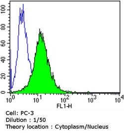 Invitrogen AHR Monoclonal Antibody (RPT9) 100 &mu;L; Unconjugated:Antikroppar