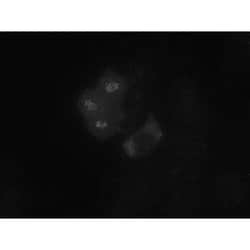 Invitrogen Bub1 Monoclonal Antibody (14H5) 100 &mu;L; Unconjugated:Antibodies,