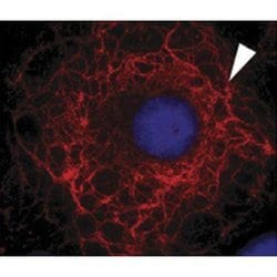 Invitrogen Cytokeratin 3 Monoclonal Antibody (AE5) 100 &mu;L | Buy Online | Invitrogen&trade; | Fisher Scientific