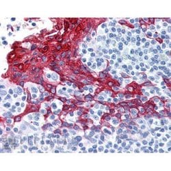 Invitrogen Cytokeratin 13 Monoclonal Antibody (AE8) 100 &mu;L; Unconjugated:Antibodies,