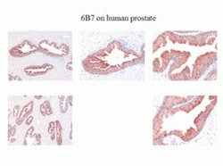 Invitrogen Kallikrein 2 Monoclonal Antibody (6B7):Antibodies:Primary Antibodies