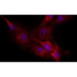 Invitrogen Neurocan Monoclonal Antibody (650.24) 100 &mu;L; Unconjugated:Antibodies,