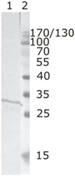 Invitrogen HIV1 nef Monoclonal Antibody (3F2) 100 &mu;g; Unconjugated:Antibodies,
