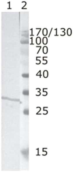 HIV1 nef Monoclonal Antibody (3F2), Invitrogen 100 &mu;g; Unconjugated:Antibodies,