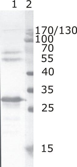 Invitrogen HIV1 nef Monoclonal Antibody (N5) 100 &mu;g; Unconjugated:Antibodies,