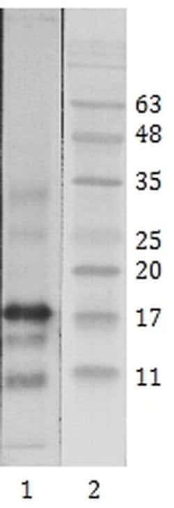 Invitrogen HIV1 Tat Monoclonal Antibody (1) 100 &mu;g; Unconjugated:Antibodies,