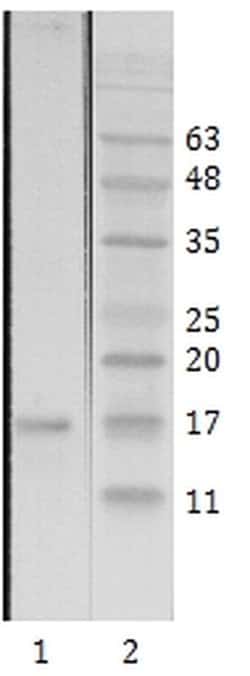 Invitrogen HIV1 Tat Monoclonal Antibody (N1) 100 &mu;g; Unconjugated:Antibodies,